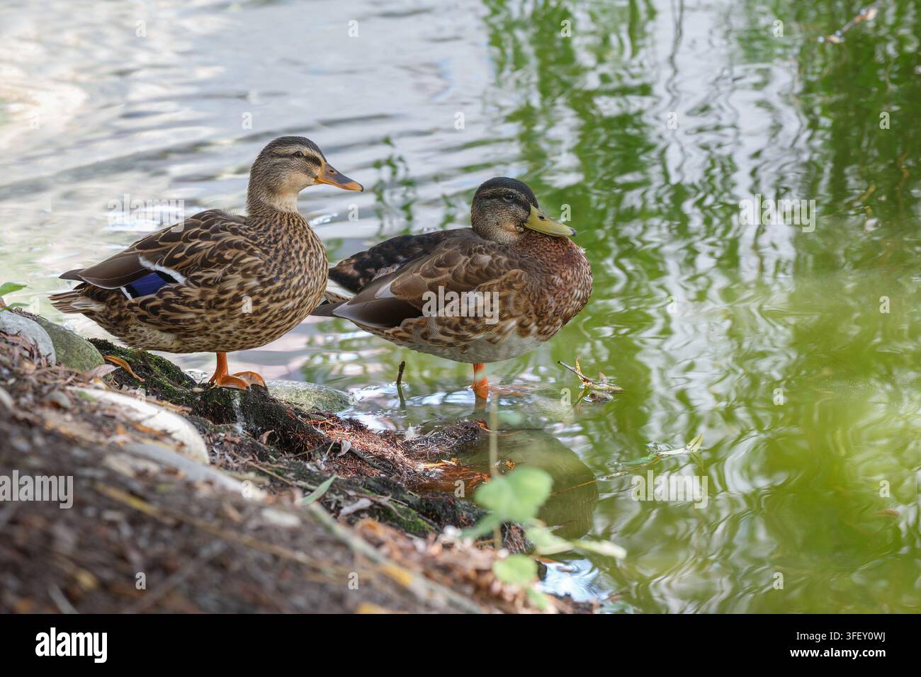 Zwei Entenweibchen sitzen am Ufer in der Nähe des Wassers. Stockfoto