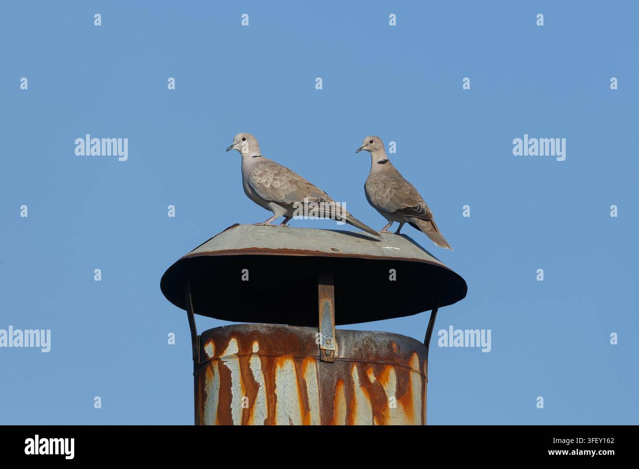 Ein Paar Taubenvögel ruhen auf einem alten Schornstein vor einem klaren blauen Himmel. Stockfoto