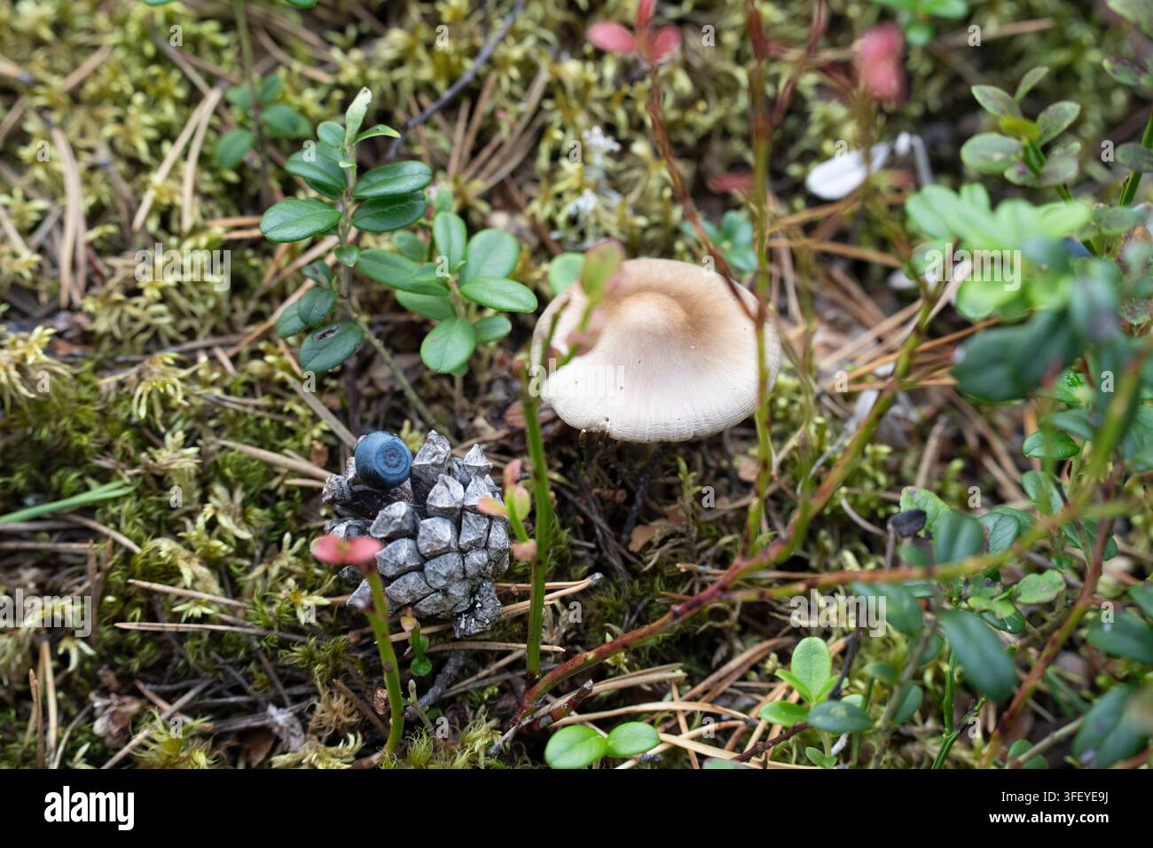 Ein Pilz und Blaubeeren ruhen auf dem Waldboden und zeigen die Herbstvielfalt entlang des Ounasvaara-Naturpfades in Rovaniemi, Lappland, Finnland. Stockfoto