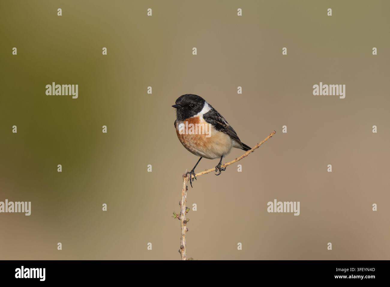 Sibirischer Steinschmätzer (Saxicola maurus) in seinem natürlichen Lebensraum am Seminsky-Pass, Republik Altai, Russland. Stockfoto