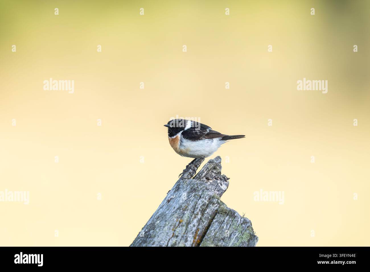 Sibirischer Steinschmätzer (Saxicola maurus) in seinem natürlichen Lebensraum am Seminsky-Pass, Republik Altai, Russland. Stockfoto