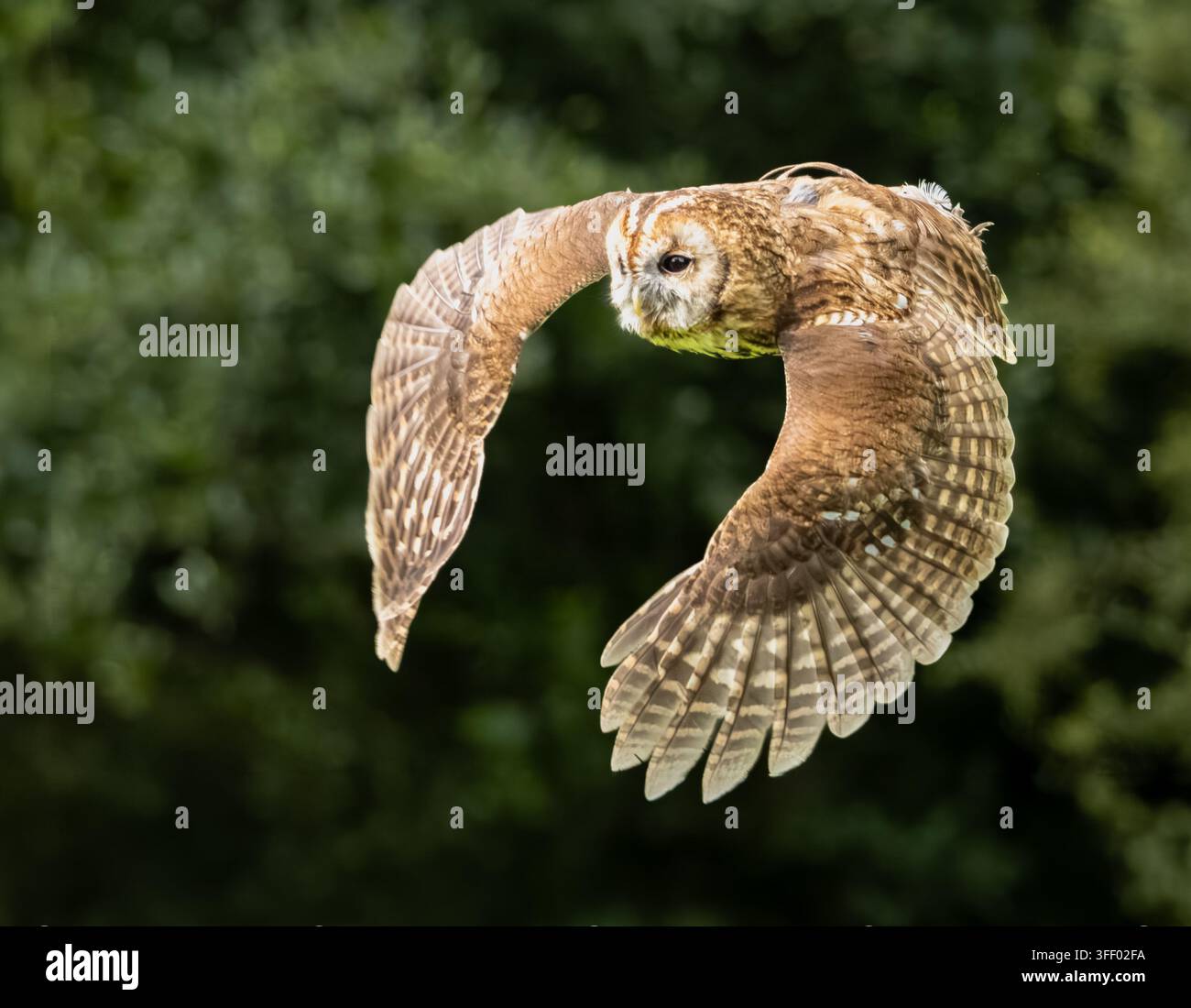 Eule fliegt durch die Luft mit vollständig ausgebreiteten Flügeln Stockfoto