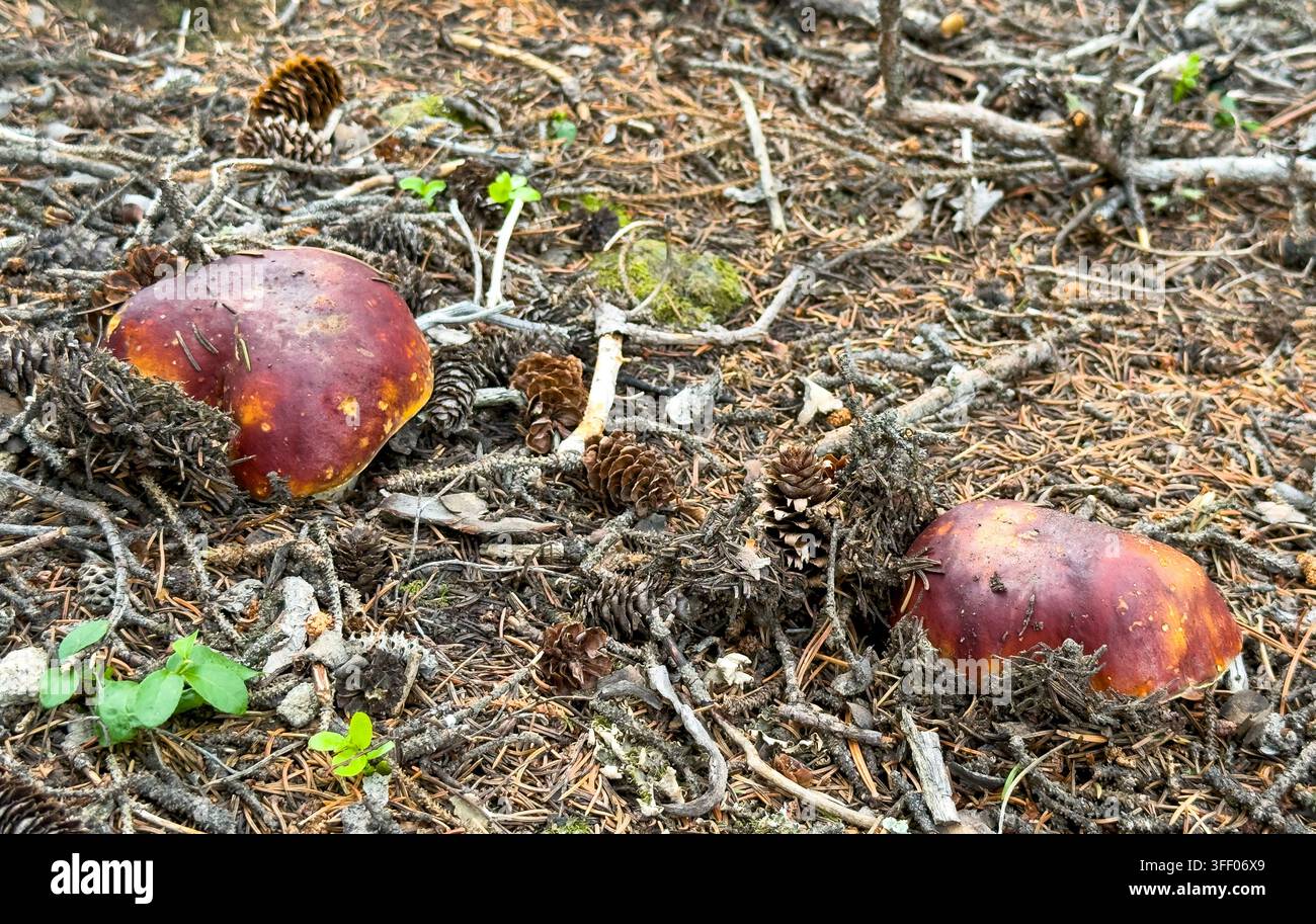 Schöne Pilze Boletus edulis im Sommerwald Stockfoto
