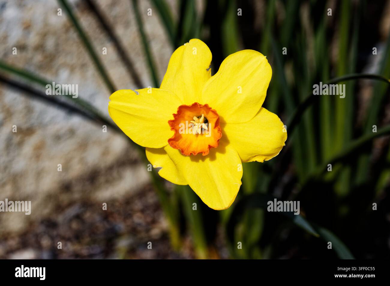 Narcissus jonquilla, allgemein bekannt als Jonquille oder Lauch-Narzisse, ist eine zwiebelige Blütenpflanze, eine Art der Gattung Narcissus (Narzisse). Stockfoto
