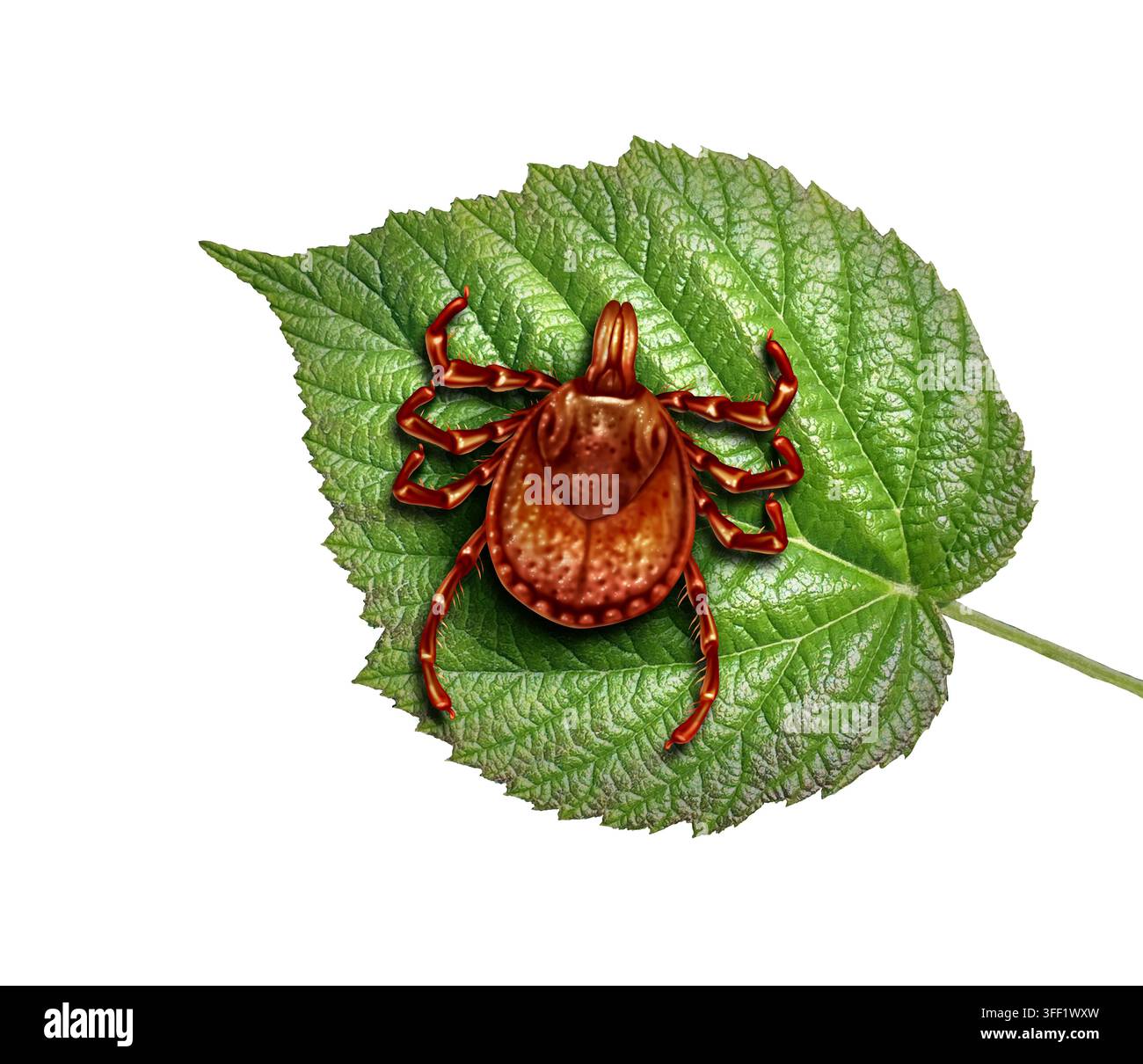 Asiatischer Langhornzecke oder Haemaphysalis longicornis als Konzept eines invasiven blutsaugenden Parasiten, der Krankheiten unter Menschen und Tieren verbreiten kann. Stockfoto