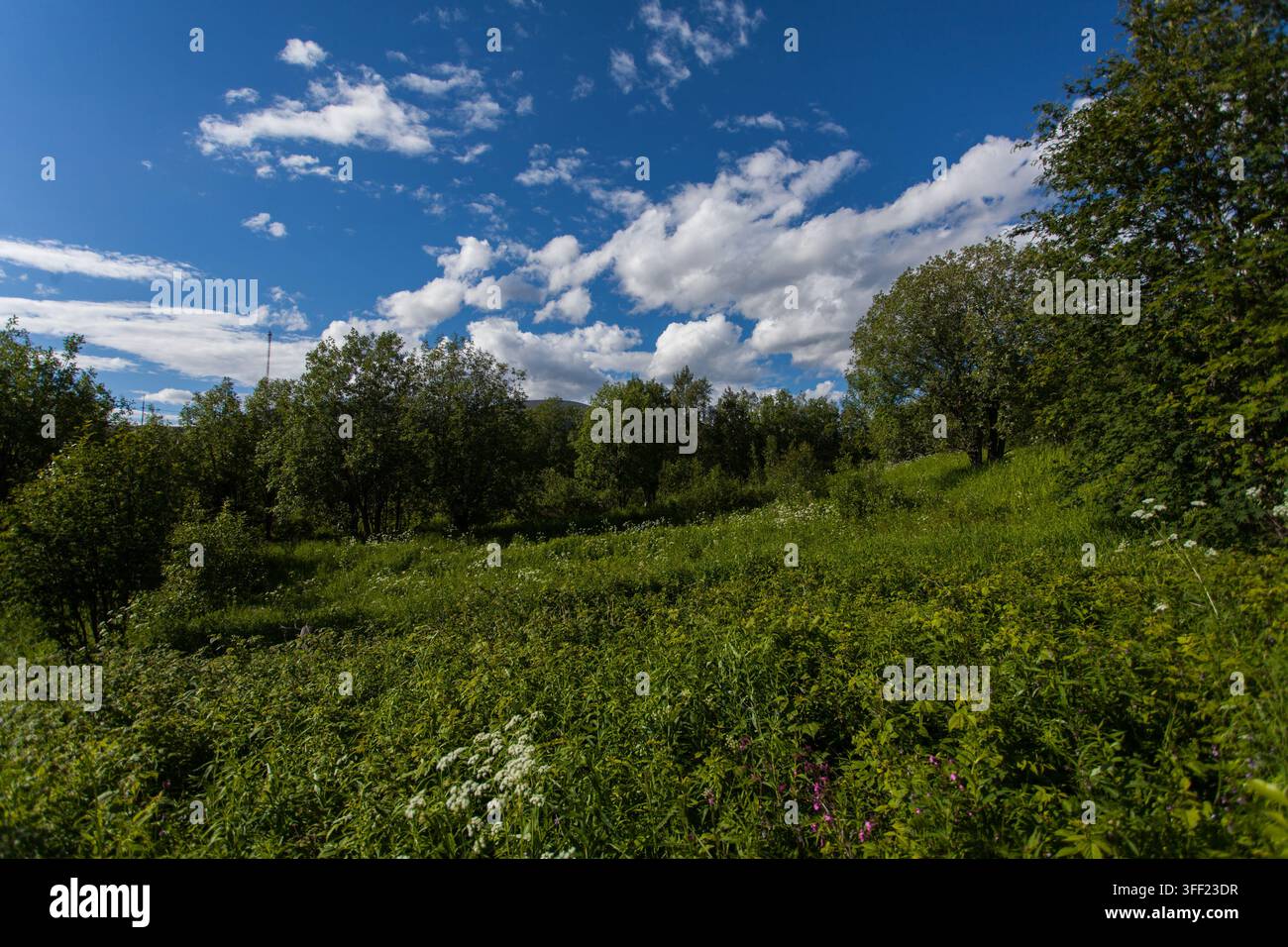 Bunte Sommerwildblumen in der Region Murmansk, Nordrussland Stockfoto