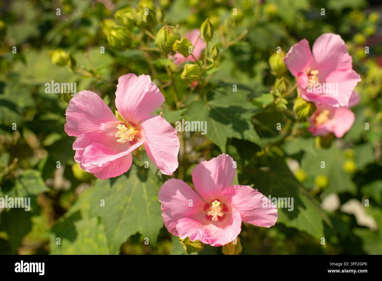 Rosa Hibiscus syriacus-Blüten mit gelben Griffeln und Staubblättern blühen auf grünem Strauch mit Blättern und Knospen in einem sonnigen Garten. Stockfoto