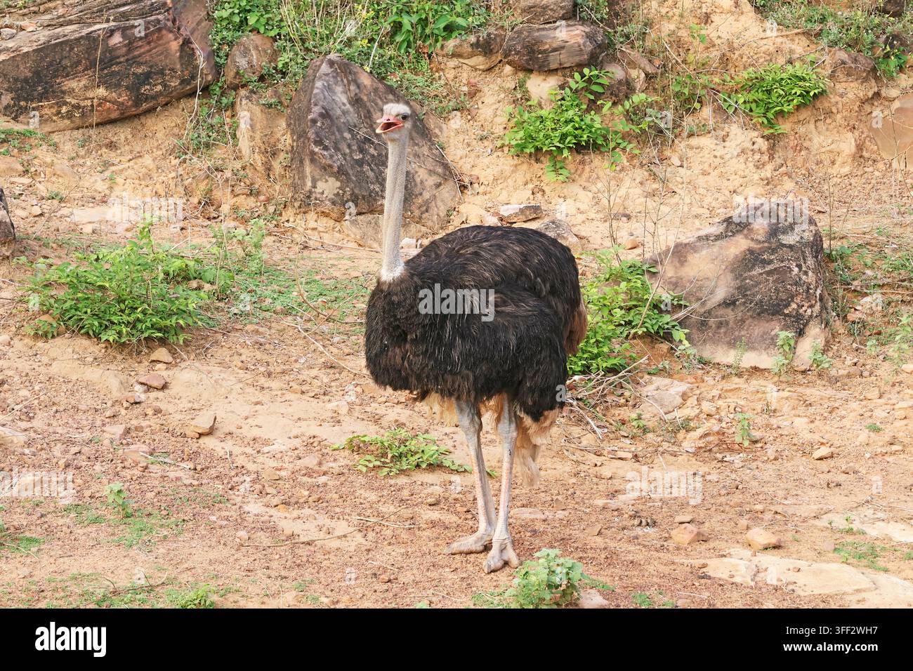 Vollständige Körperdarstellung eines majestätischen schwarzen männlichen Straußes, der in einem Safari-Stil-Gehege im Freilichtzoo von Thailand steht Stockfoto