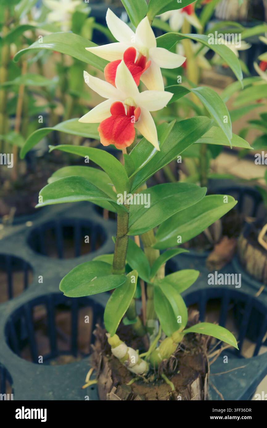 Schöne Dendrobium-Dawn-Maree-Orchidee in voller Blüte mit weißen Blütenblättern und orangefarbener Lippe Stockfoto