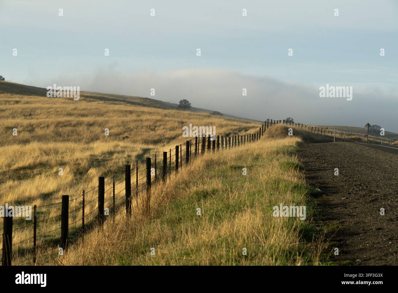 Ein Drahtzaun säumt eine Straße durch goldene Hügel in Catheys Valley, Kalifornien, und markiert Grundstücksgrenzen an einem ruhigen, nebligen Morgen. Stockfoto
