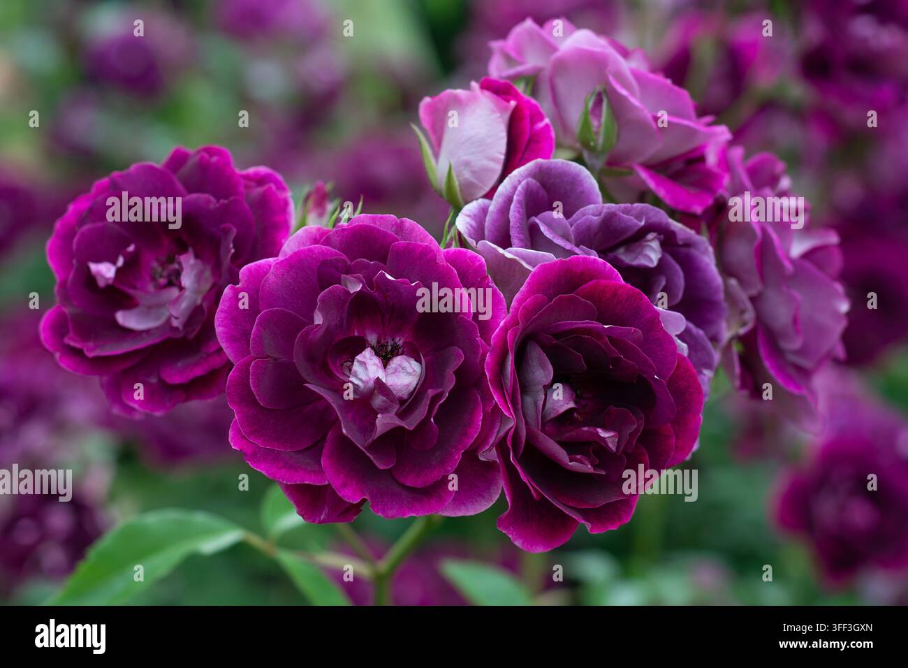 Rosa Burgundy Ice ('Prose') Floribunda-Buschrose, Regent's Park, London, Mai. Stockfoto