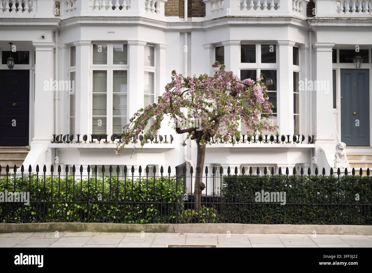 Frühlingskirschblüten blühen vor einem weißen viktorianischen Stadthaus in Chelsea, London, und signalisieren die Ankunft der Jahreszeit. Stockfoto