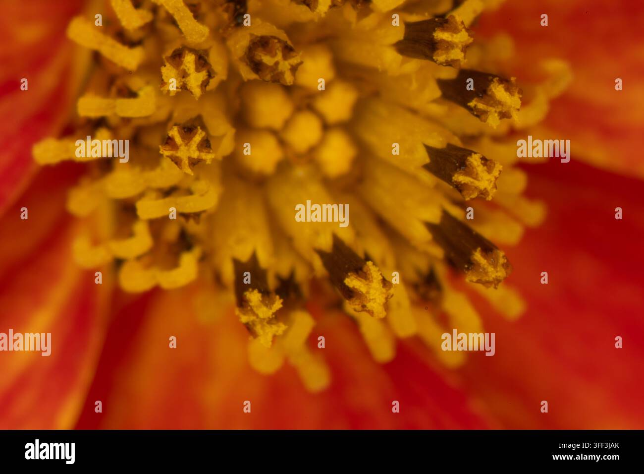 Buntes Blumenbeet im Siegener Schlossgarten in äußerster Nähe Stockfoto