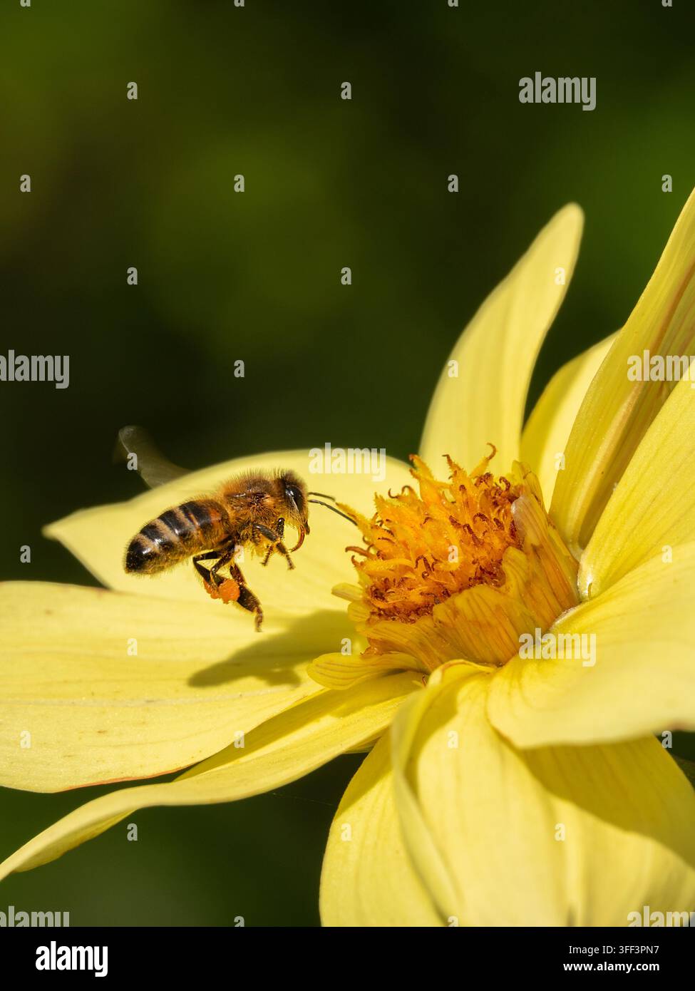 Nahaufnahme-Makroaufnahme einer Honigbiene, die Nektar und Pollen von einer leuchtend gelben Dahlie sammelt. Stockfoto