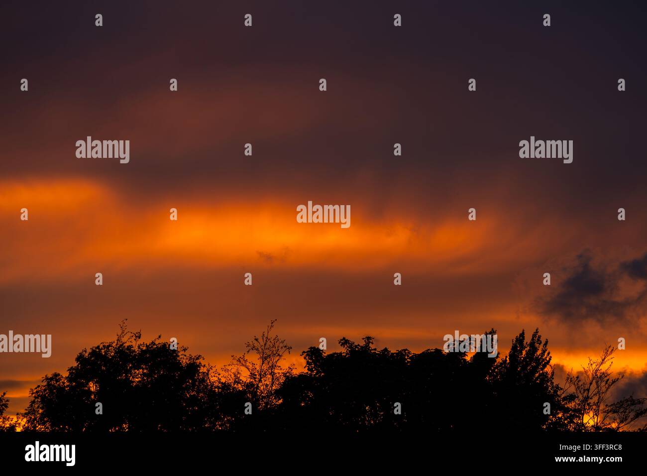 Lebendige orangefarbene Sturmwolken leuchten über silhouettierten Bäumen Stockfoto