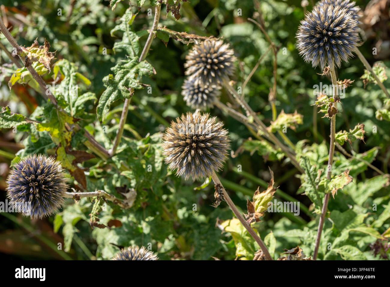 Globe-Distelblüten (Echinops) mit kugelförmigen Büscheln kleiner blauer oder violetter stacheliger Blüten, die Bienen und Bestäuber anziehen. Stockfoto