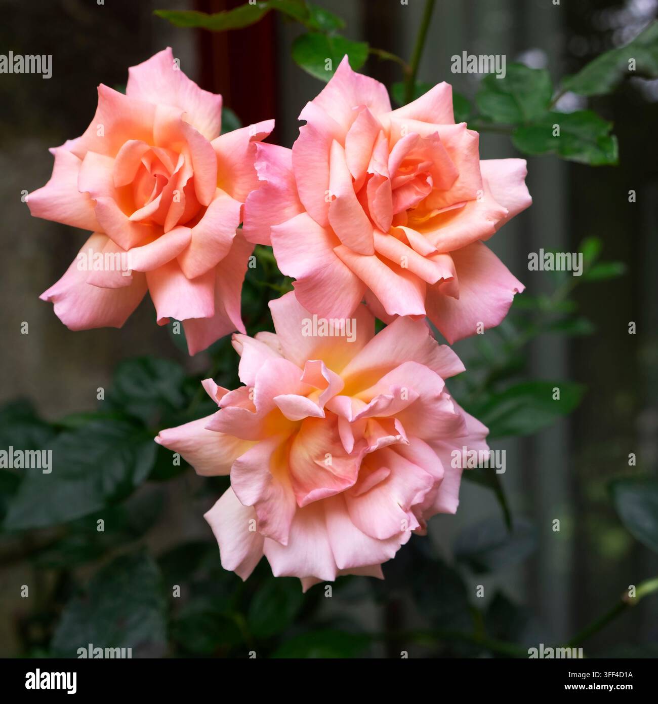 Nahaufnahme von rosa Compassion-Rosen in Blüte im September nach Sommerhitzewellen und Dürre in Carmarthenshire, Wales, UK   KATHY DEWITT Stockfoto