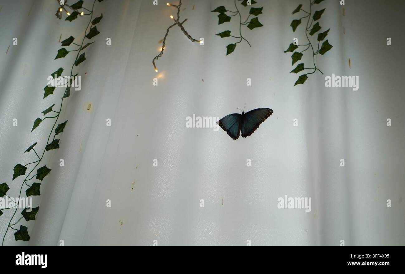 Großer dunkler Schmetterling mit Augenflecken, der auf einem künstlichen Efeustrang zwischen Lichterketten und weißen Vorhängen ruht. Stockfoto