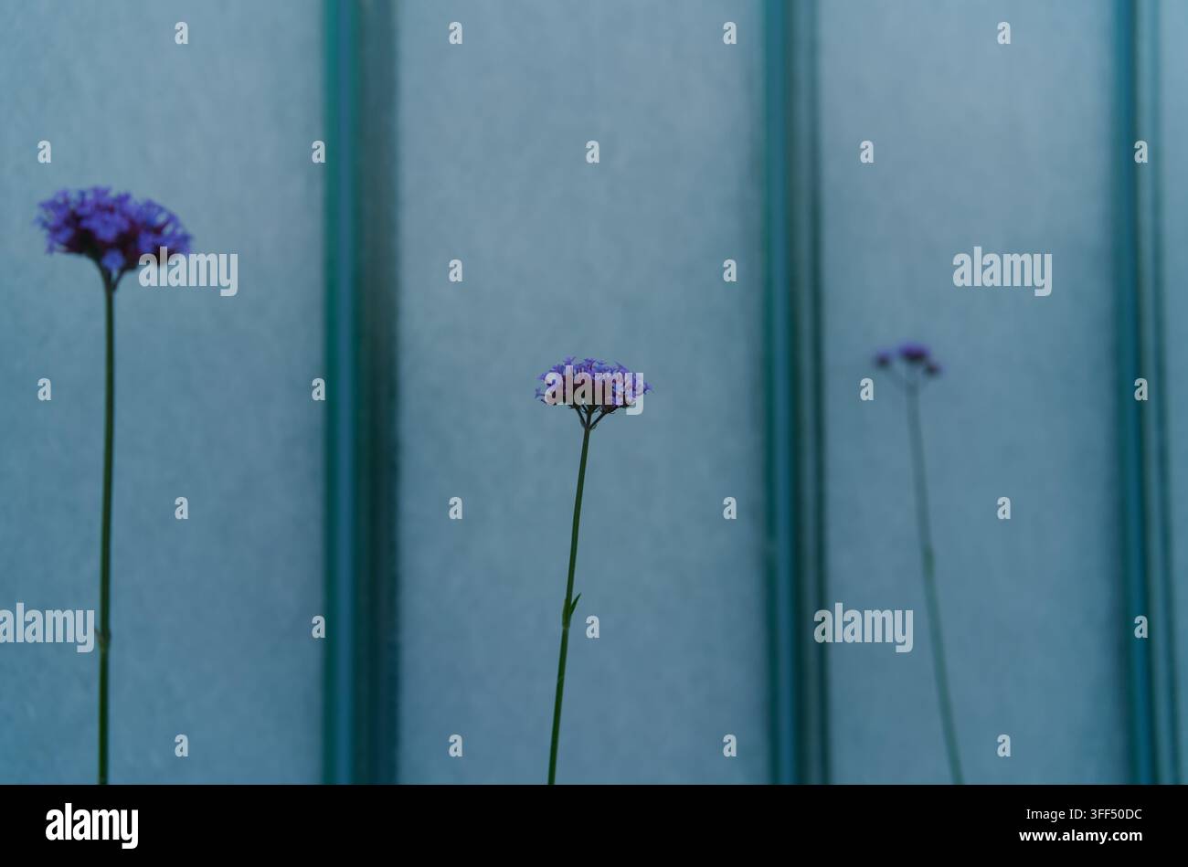 Drei schlanke lila Verbena-Blüten stehen isoliert vor einem strukturierten blauen und türkisfarbenen vertikalen Hintergrund. Stockfoto