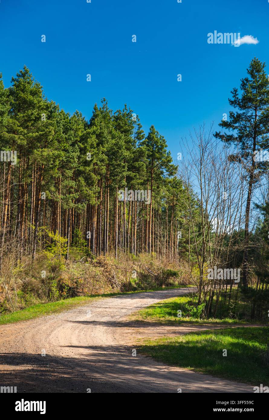 eine leere Bodenstraße durch den Wald an einem sonnigen Tag Stockfoto