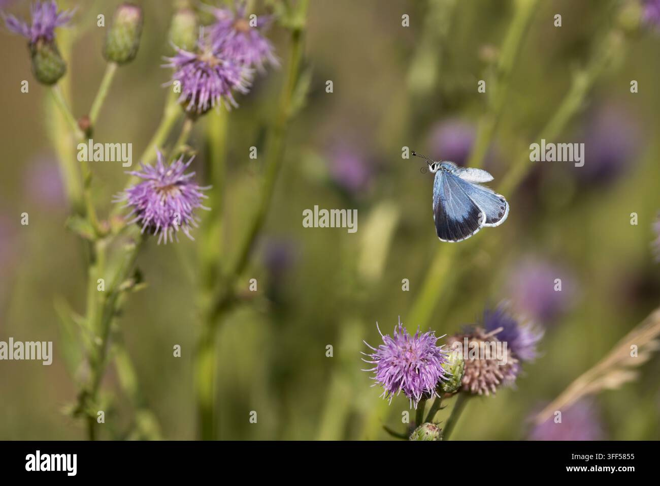 Holly Blue Celastrina argiolus, ein Weibchen der zweiten Generation, das nach dem Füttern an kriechenden Distelblüten abhebt, Nottinghamshire, UK, Juli Stockfoto
