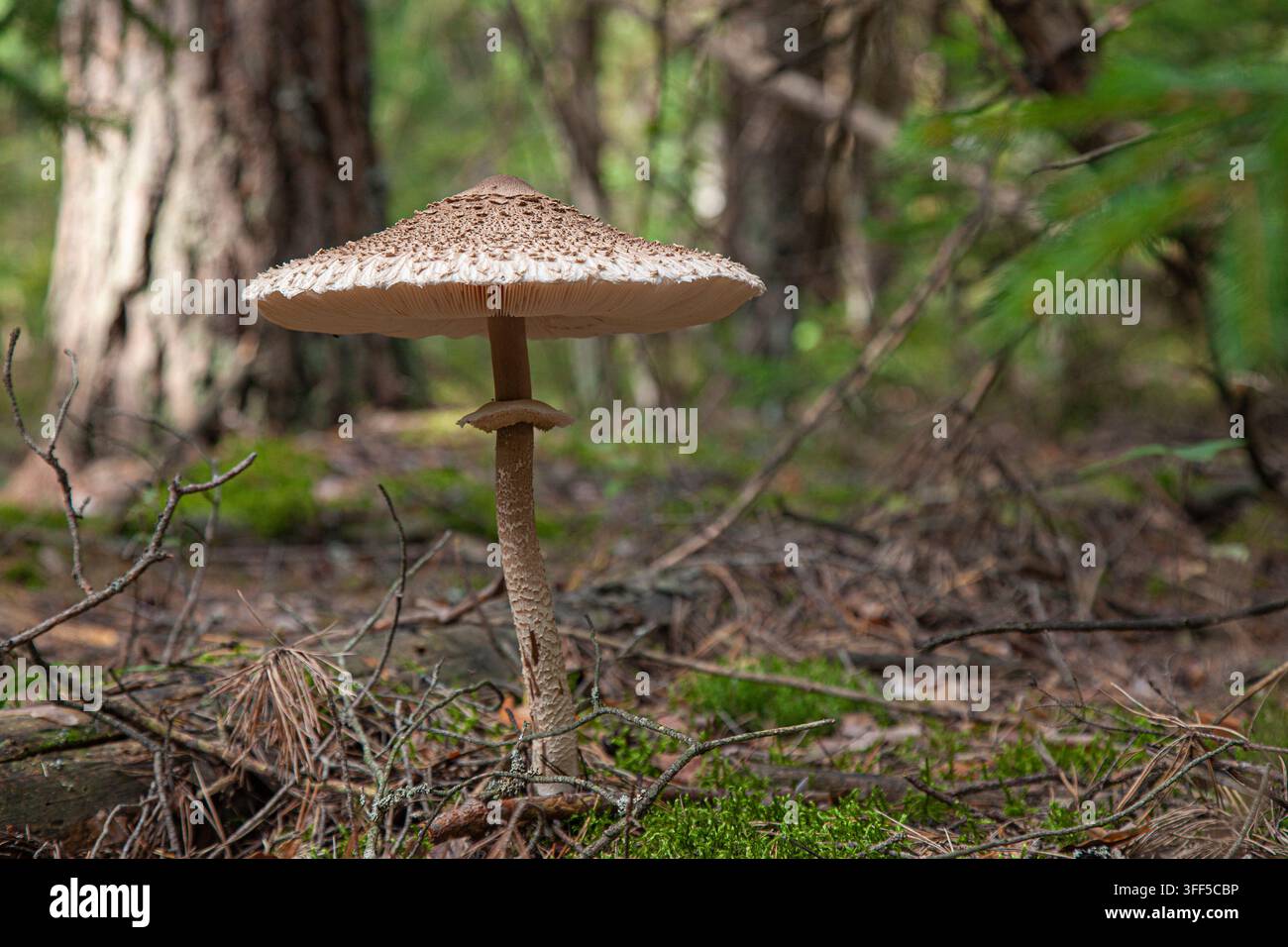 Nahaufnahme eines großen Wildpilzes, der in einem Nadelwald wächst. Die strukturierte braune Kappe, die zarten Lamellen und der hohe Stiel heben sich von einem Stockfoto