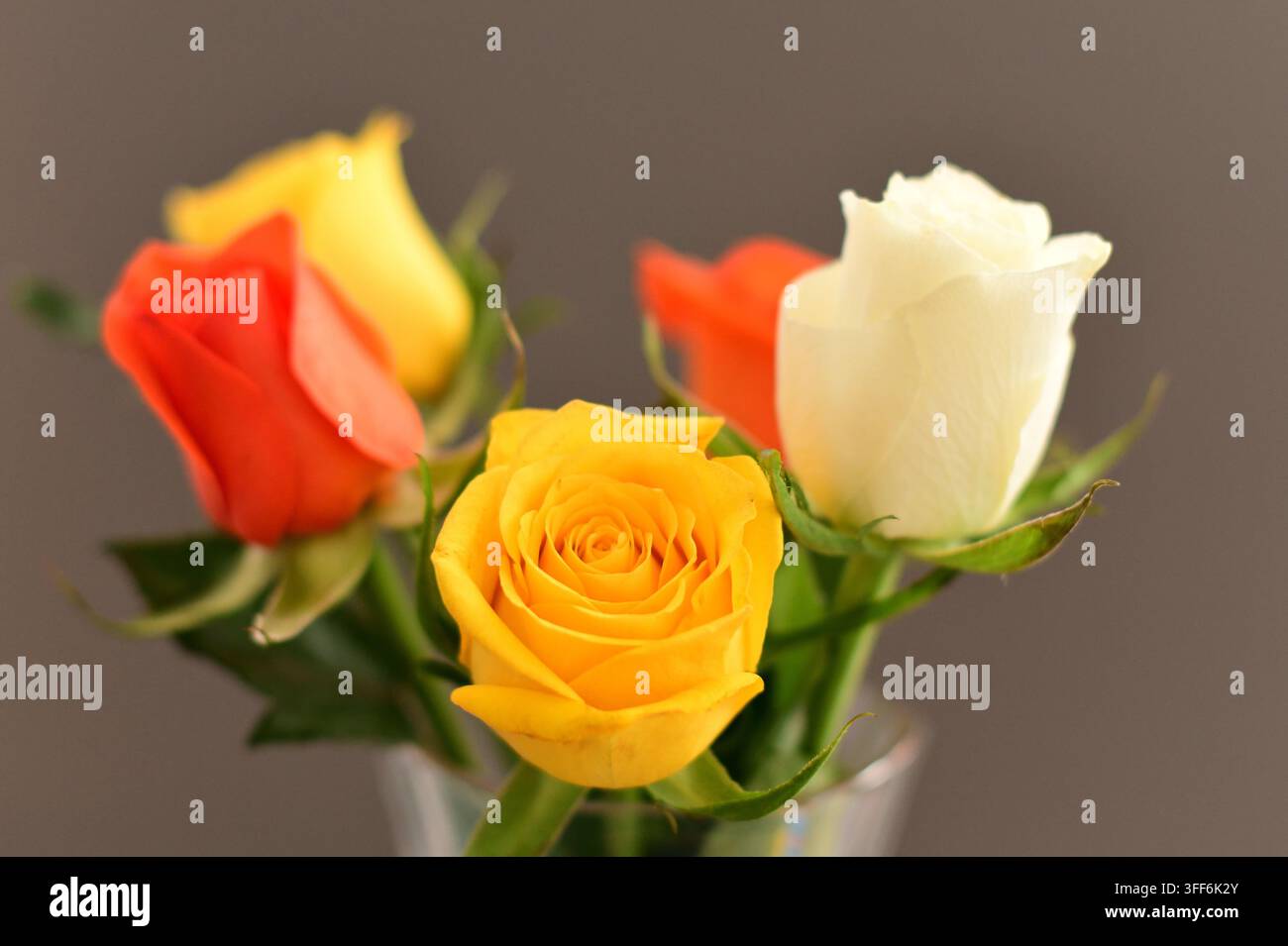 Gelbe Rote Weiße Rosen Stockfoto