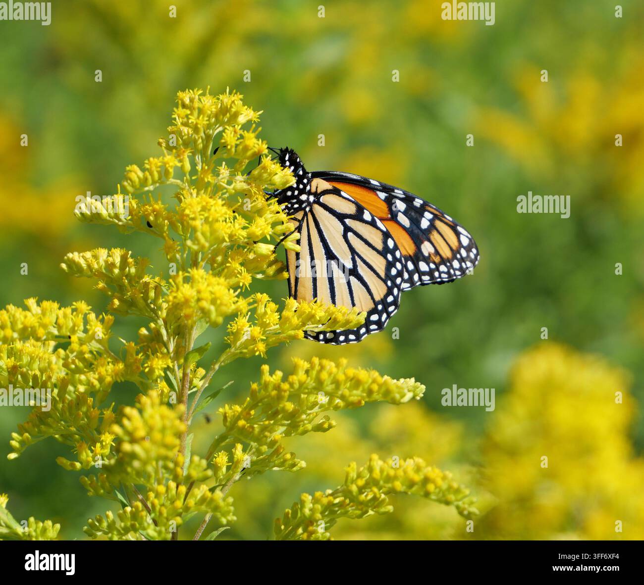 Monarchfalter auf einer Goldrutenblüte Stockfoto