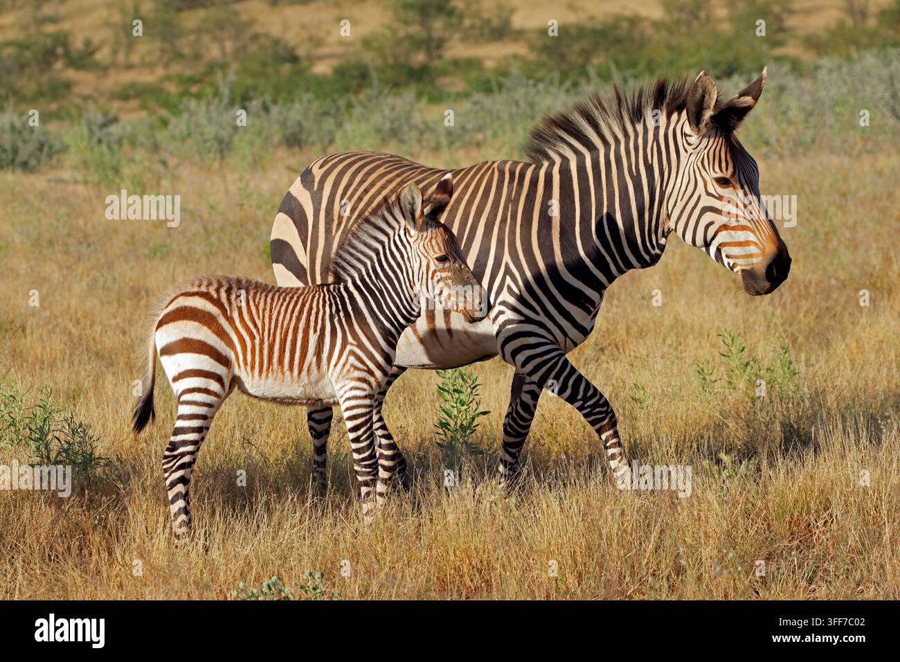 Eine Hartmanns-Bergzebra (Equus zebra hartmannae) Stute mit Fohlen, Etosha-Nationalpark, Namibia Stockfoto
