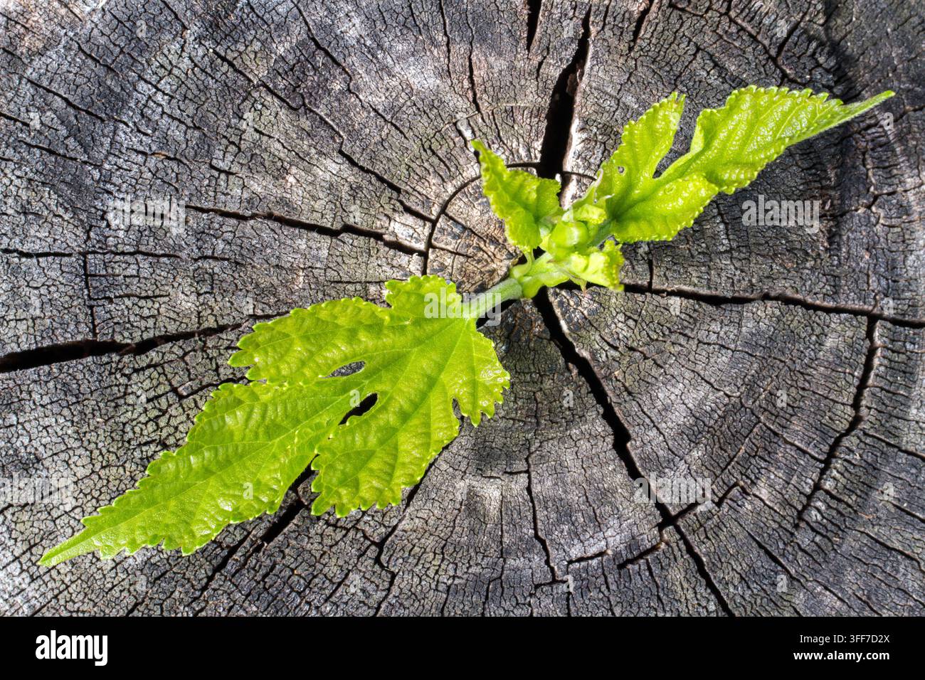 Blätter einer jungen Pflanze vor dem Hintergrund von altem rissigem Holz. Alter Baumstumpf mit jungen grünen Blättern, Blick von oben. Stockfoto