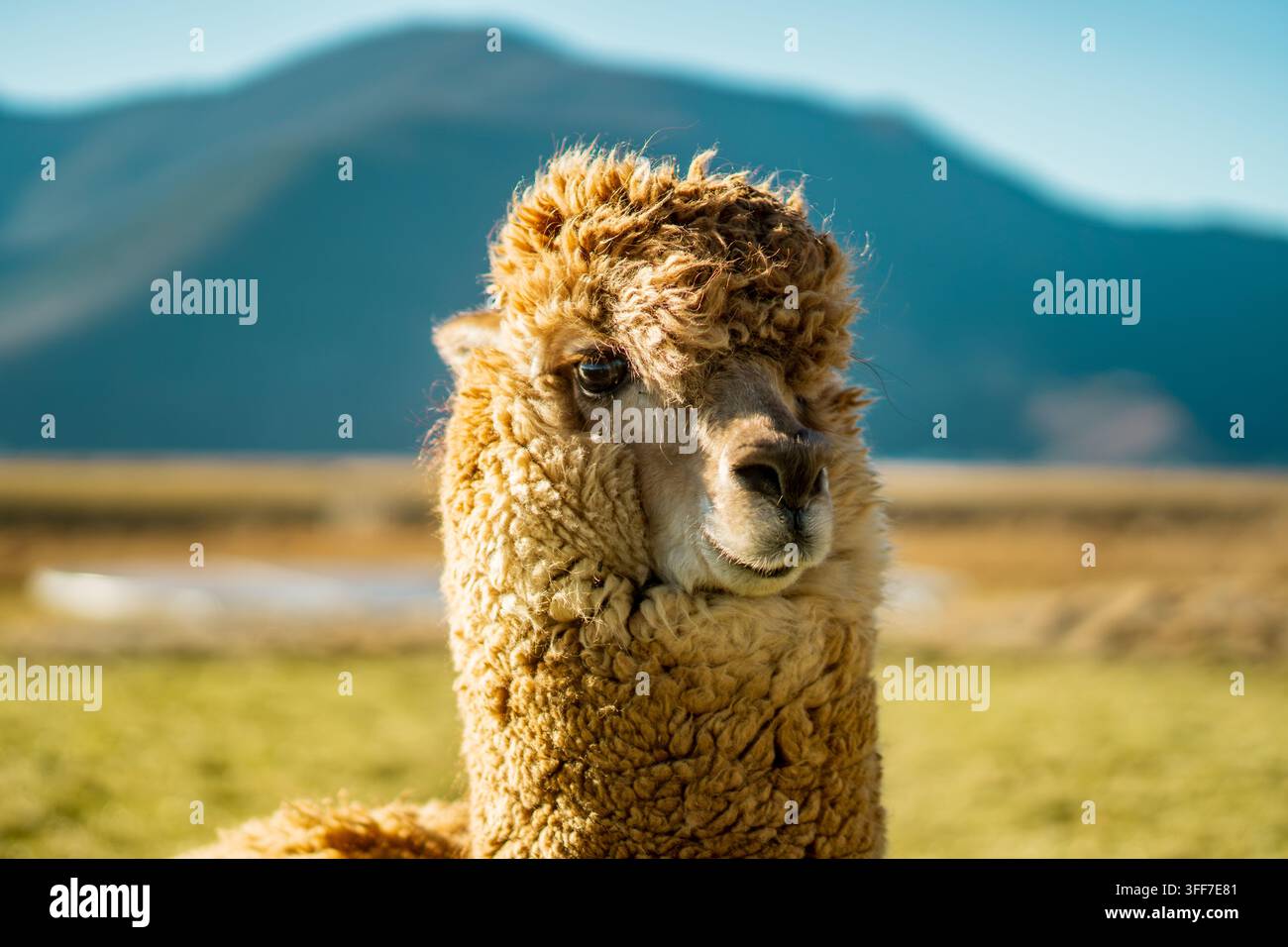 Extrem Nahaufnahme eines flauschigen Alpakagesichts, Napahai-Grasland, Shangri-La Stockfoto