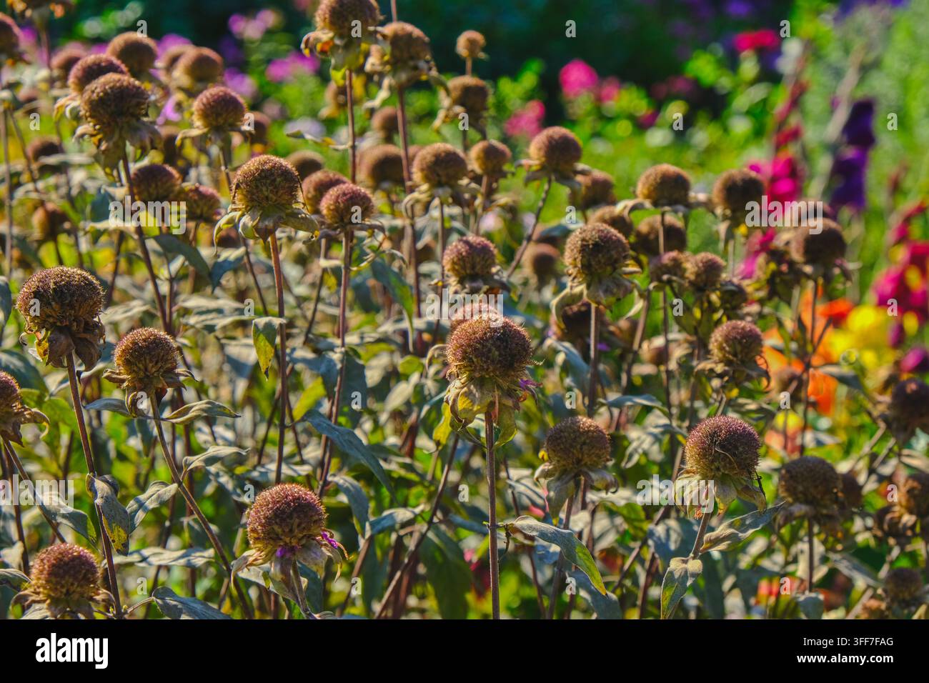 Verbrauchte Echinacea-Blüten bilden reife Samenköpfe im Herbstgarten. Mehrjährige Heilpflanze, die für Zier- und Kräuterzwecke angebaut wird. Stockfoto