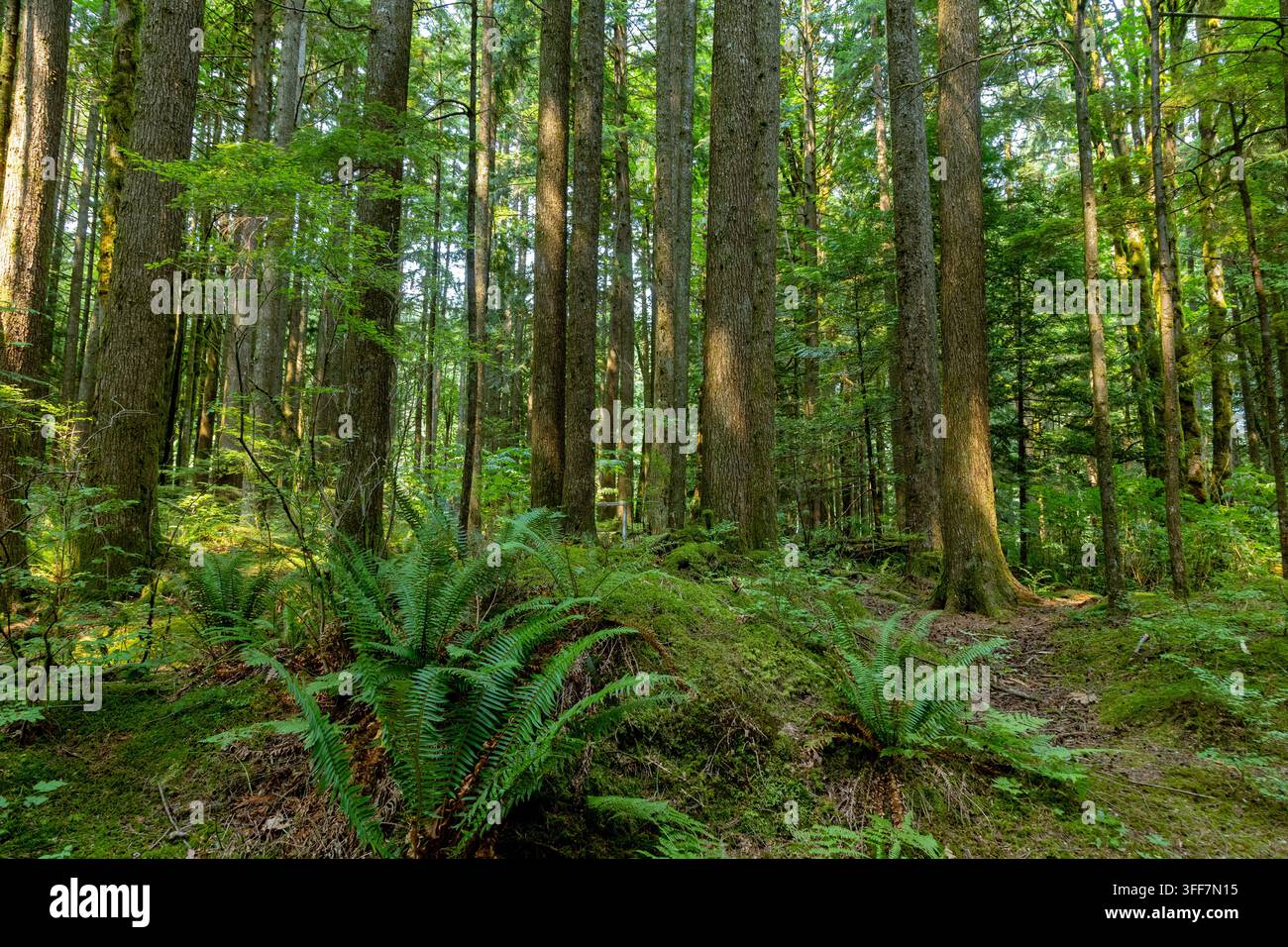 Sonnenlicht fällt durch hohe Bäume auf einen Kiesweg in einem üppigen Wald, Golden Ears Park @ Golden Ears Beach, Maple Ridge, BC Kanada Stockfoto