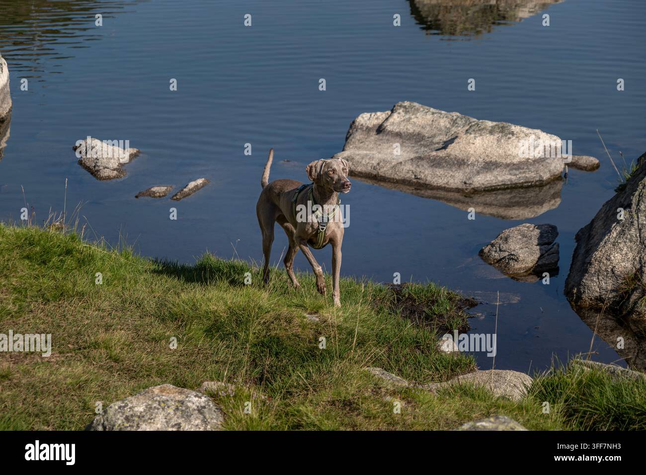Weimaraner-Hund spaziert nahe Bergseeswasser mit Geschirr, aktiver Hund steht auf Grasufer, Felsen, Natur Stockfoto