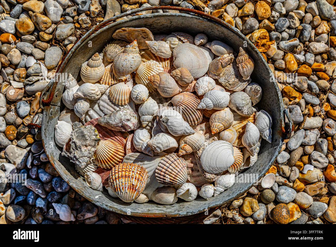 Ein Eimer voll mit einer Vielzahl von Meeresmuscheln Stockfoto