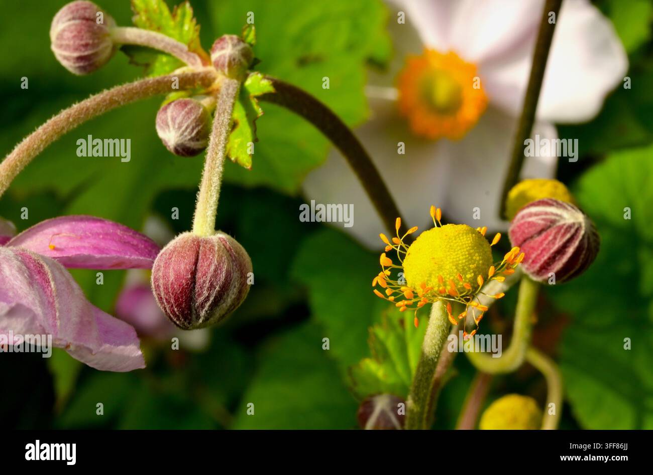 Japanische Anemone, Knospen und Kelchblätter. Stockfoto