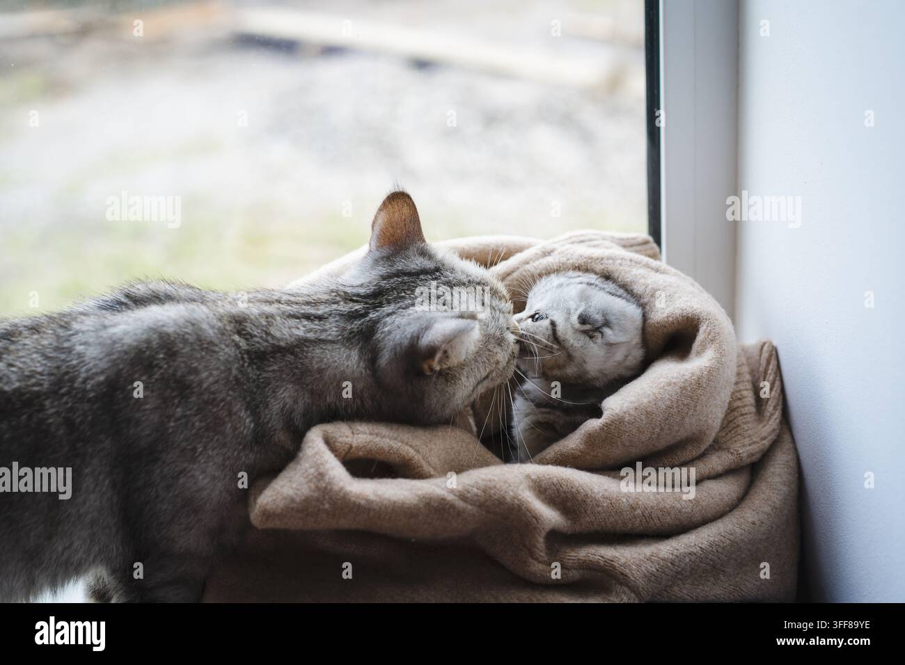 Niedliches Scottish-Fold-Kätzchen, das in einer weichen warmen beigen Decke zu Hause eingewickelt ist. Stockfoto