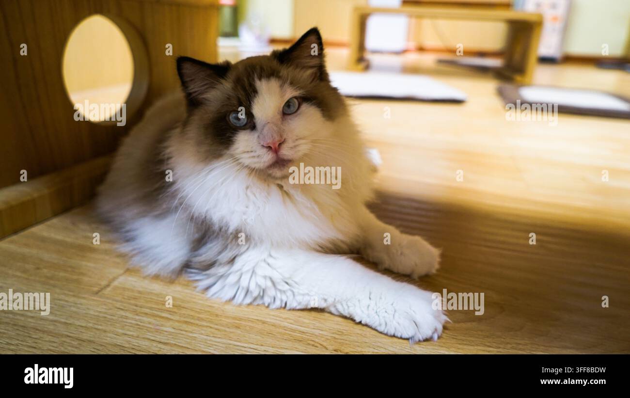 Ragdoll-Katze unter dem Tisch – süß Stockfoto