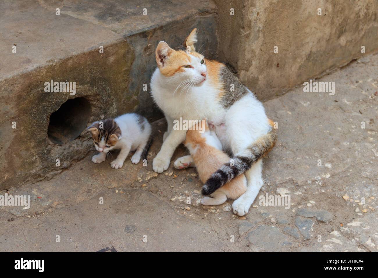Streunende Katze mit zwei Kätzchen auf einer Stadtstraße Stockfoto