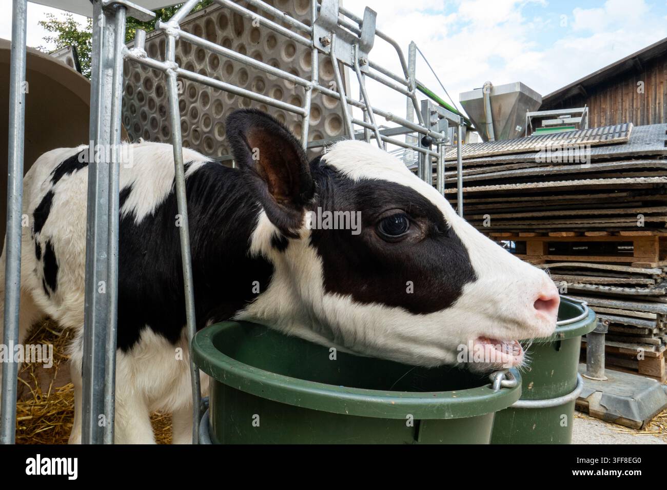 Extrem Nahaufnahme eines schwarzweißen Holstein-Kalbes, das sich über einen Plastikfütterungseimer in einem individuellen Außenstall beugt. Stockfoto