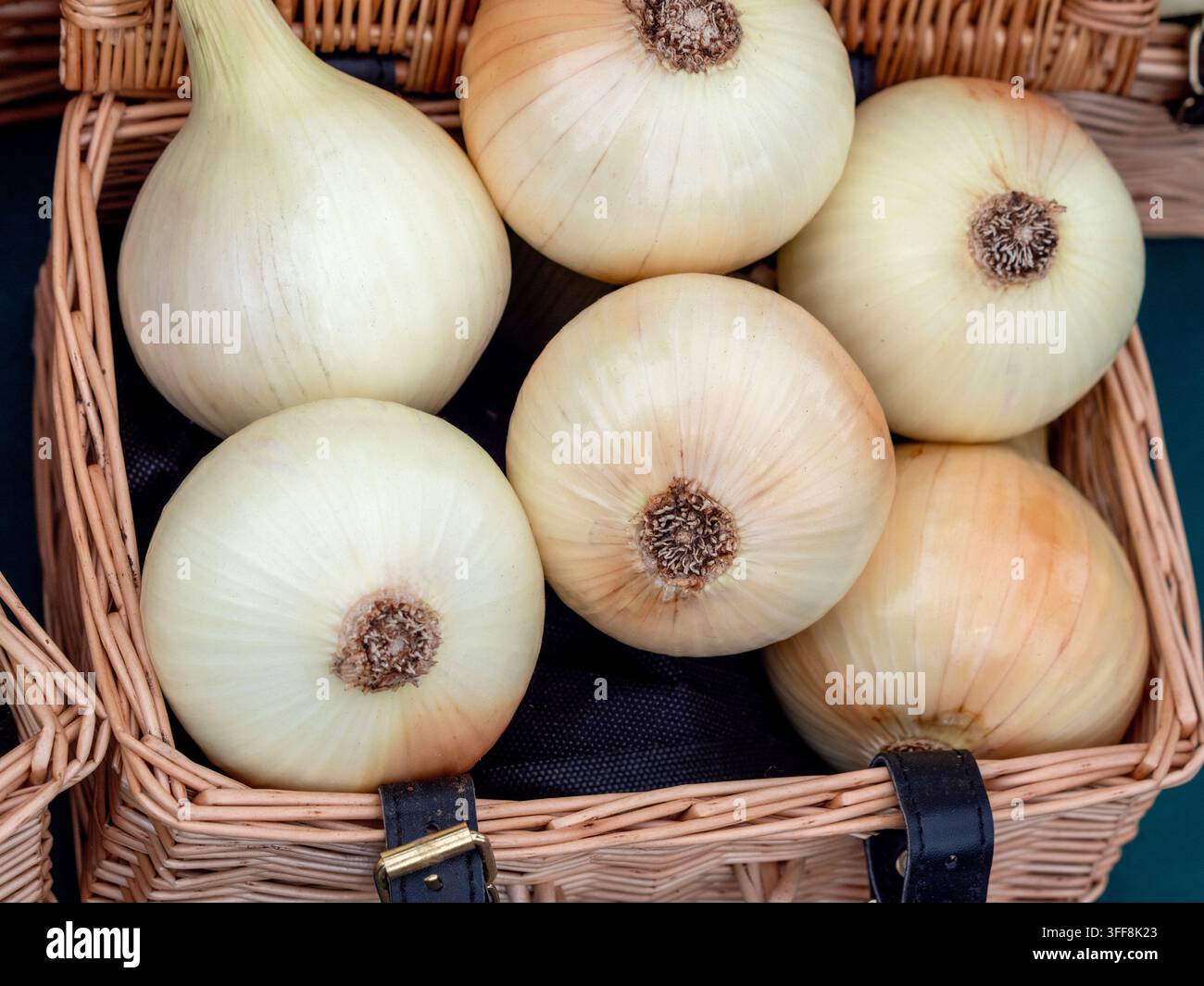 Weiße Zwiebelzwiebeln, Allium cepa 'Tornado', in einem Korb nach der Ernte ausgestellt. Stockfoto