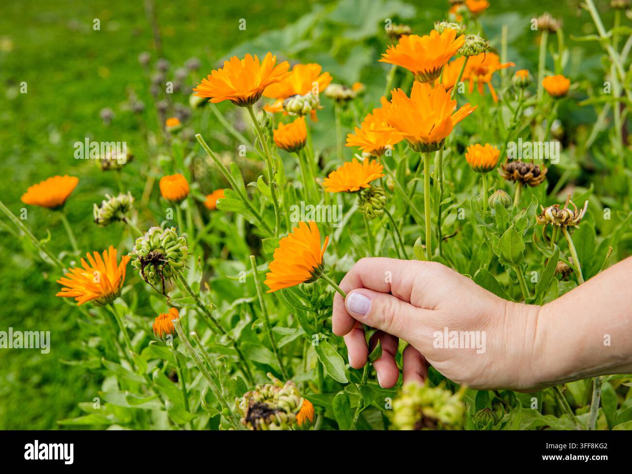 Nahaufnahme einer Hand, die orangefarbene Ringelblumen (Calendula officinalis) für medizinische Zwecke im Heimgarten pflückt. Stockfoto