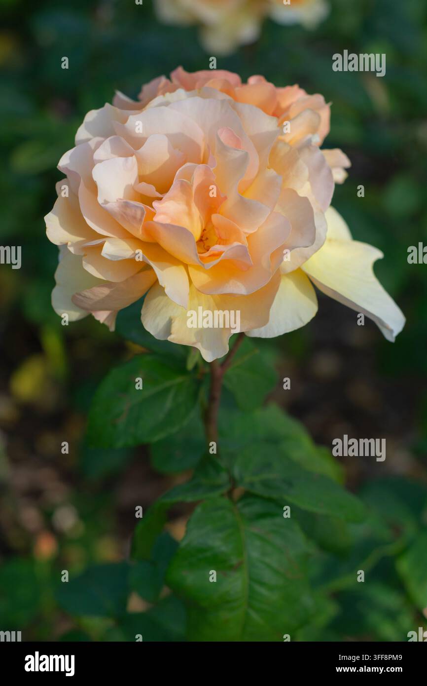 Rosa Norwich Castle, Orangenrosen, Aprikosenrosen, duftende Rosen, Floribunda-Rose, England, Sommer. Stockfoto