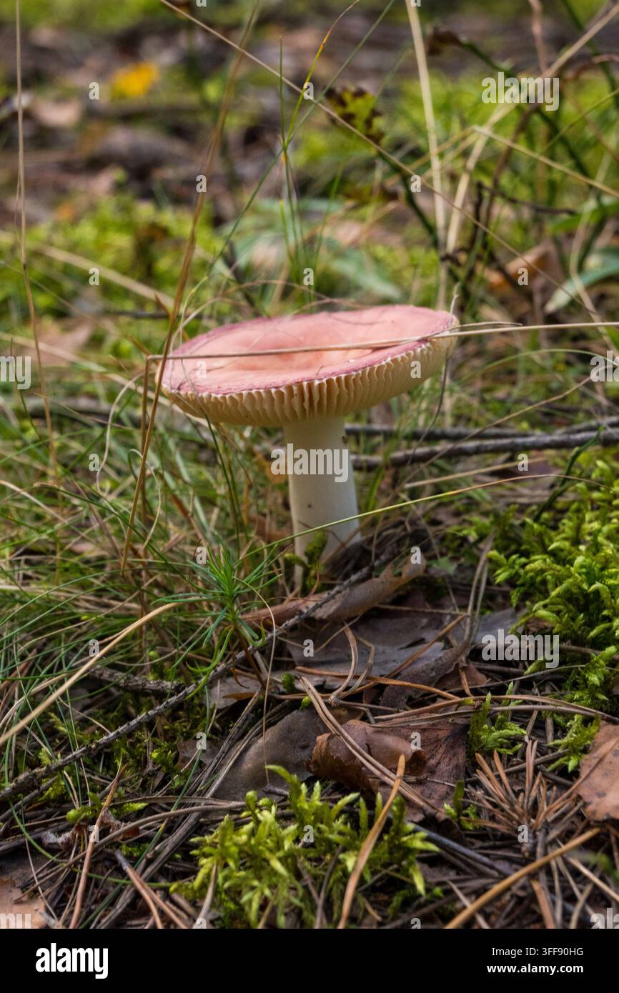 Eine vertikale Nahaufnahme eines rosa Schimmels mit weißen Lamellen und einem weißen Stiel, der zwischen grünem Gras, Moos und Kiefernnadeln wächst. Der zarte Hut ist Stockfoto