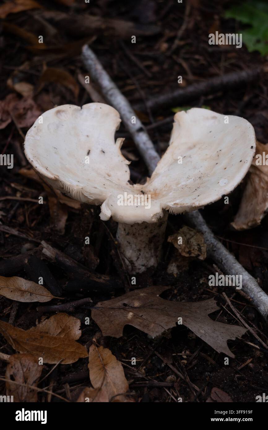 Eine vertikale Nahaufnahme eines weißen Waldpilzes, der aus dunklem Waldboden wächst, der mit braunen Eichenblättern und Zweigen bedeckt ist. Lamellen unter dem Hut sichtbar mit einem Stockfoto