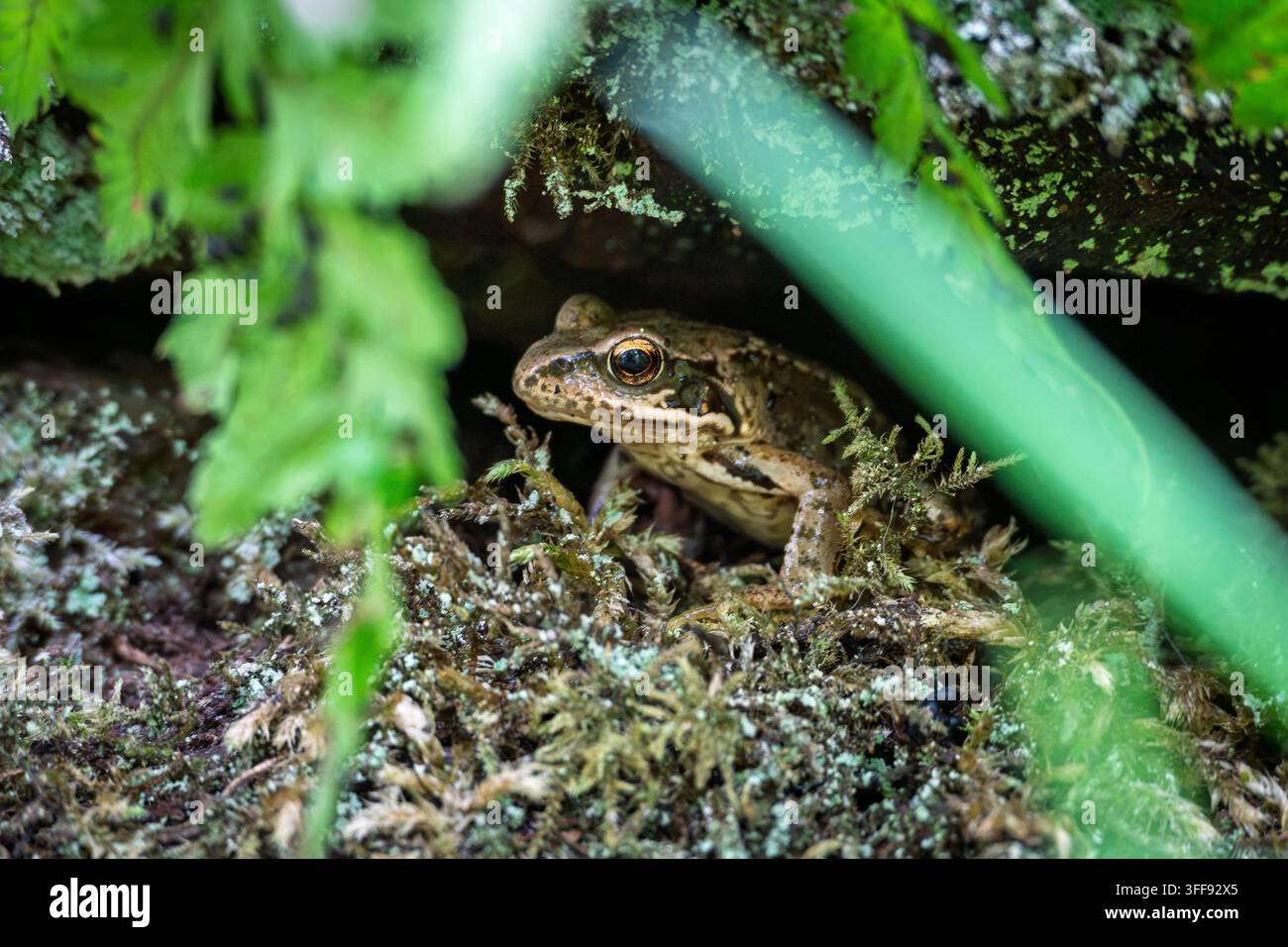 Ein gewöhnlicher Frosch oder Grasfrosch (Rana temporaria), auch bekannt als der europäische gewöhnliche Braunfrosch, der sich im Laubhaufen ausruht. Stockfoto