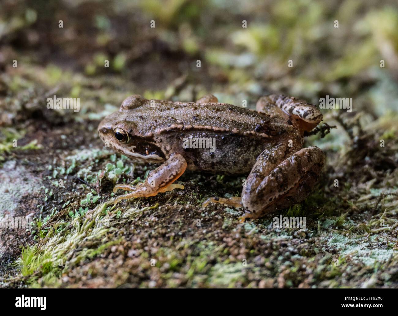 Ein gewöhnlicher Frosch oder Grasfrosch (Rana temporaria), auch bekannt als der europäische gewöhnliche Braunfrosch, der sich im Laubhaufen ausruht. Stockfoto