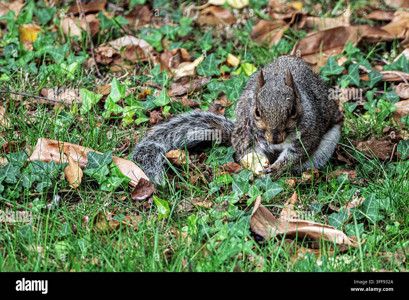 Ein graues Eichhörnchen frisst eine Rosskastanie, umgeben von gefallenen Blättern. Stockfoto