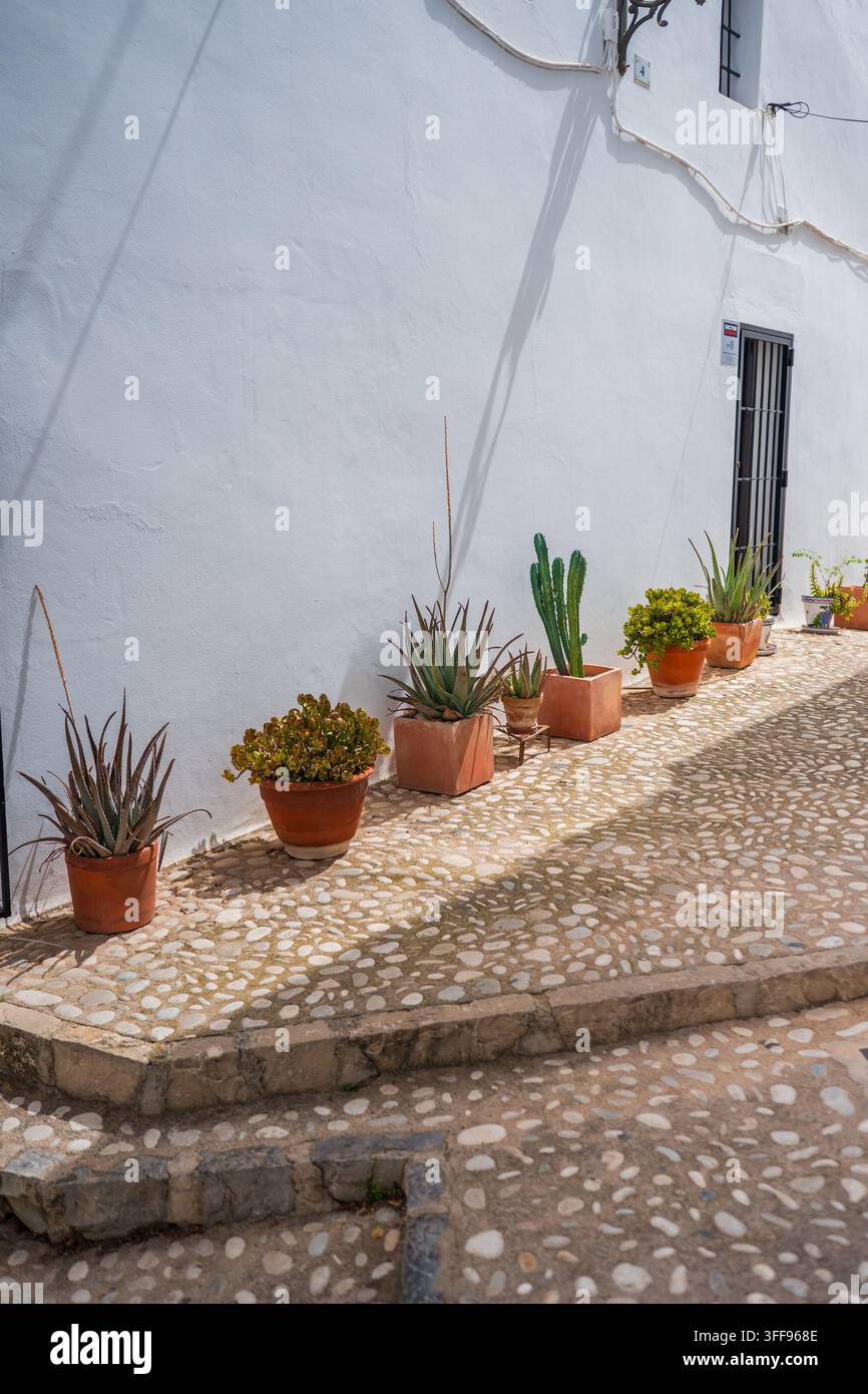 Sonnenbeleuchtete Kopfsteinpflastergasse gesäumt von Terrakottatöpfen mit Sukkulenten und Kakteen vor traditionell weiß getünchten Mauern in der historischen Altstadt von Altea Stockfoto