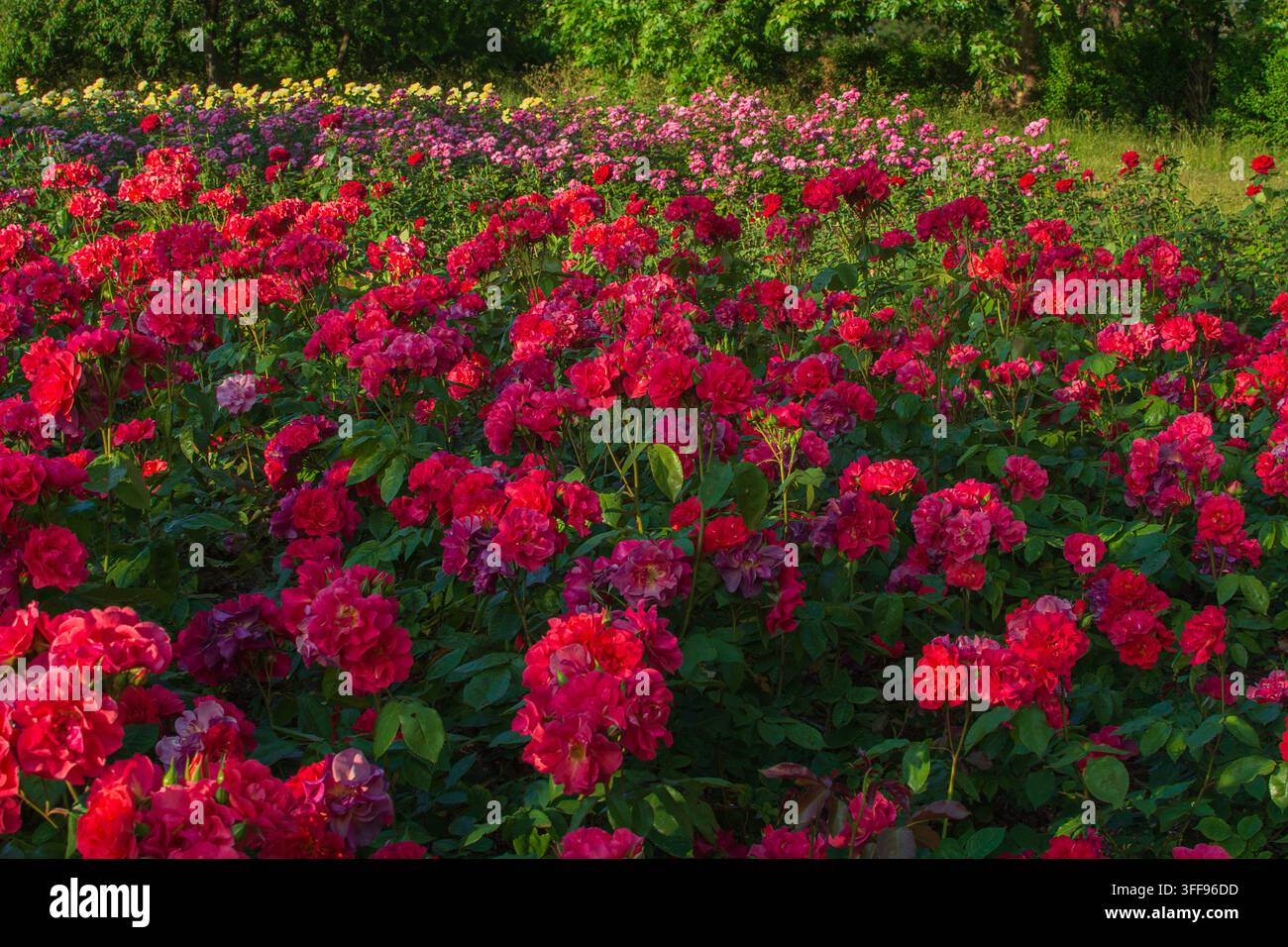 Rosenbeete in voller Blüte im Mai, rosa und rote Rosen, Innerer Kreis, Regent's Park, London Stockfoto